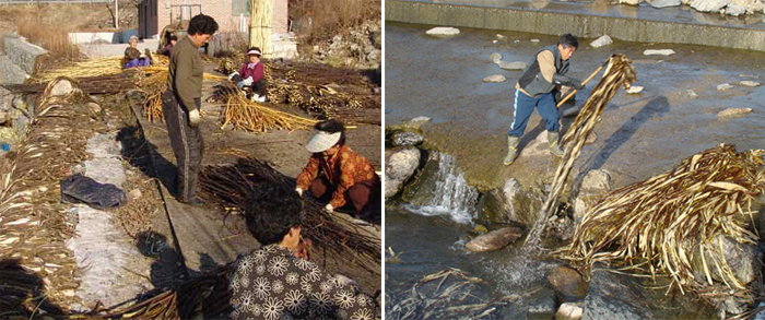 Hanji making mulberry tree bark washing