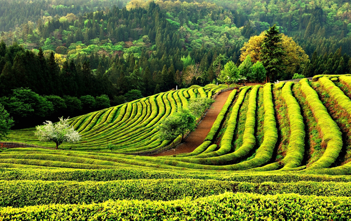 Green Tea Plantation in Boseong