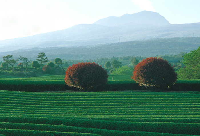 Green tea plantation in Jeju Island