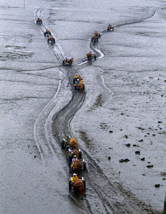 Fishermen carts moving their catch from mudflat