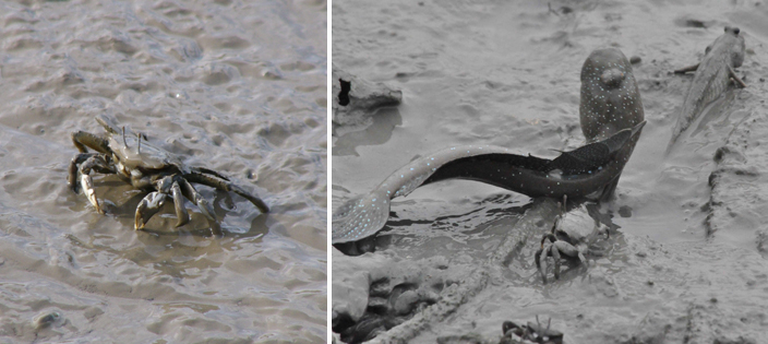 Mudflat ecosystems crab fish