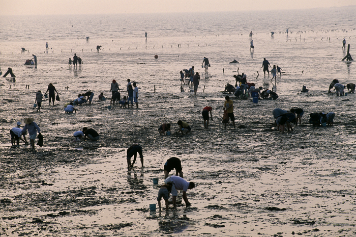 People digging for clams at mudflat festival