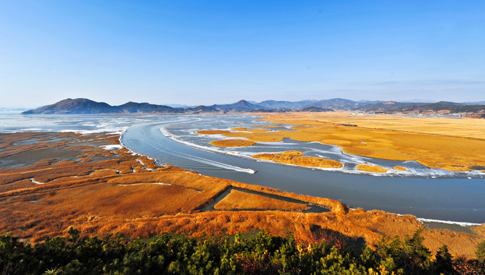 Suncheon Bay mudflat with various halophyte plants