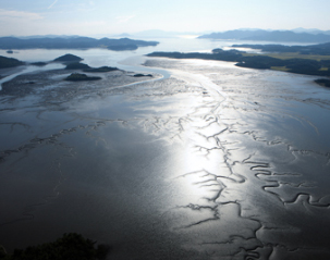 mudflat of korea