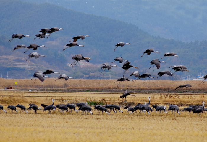 Flock of cranes at Sucheon bay